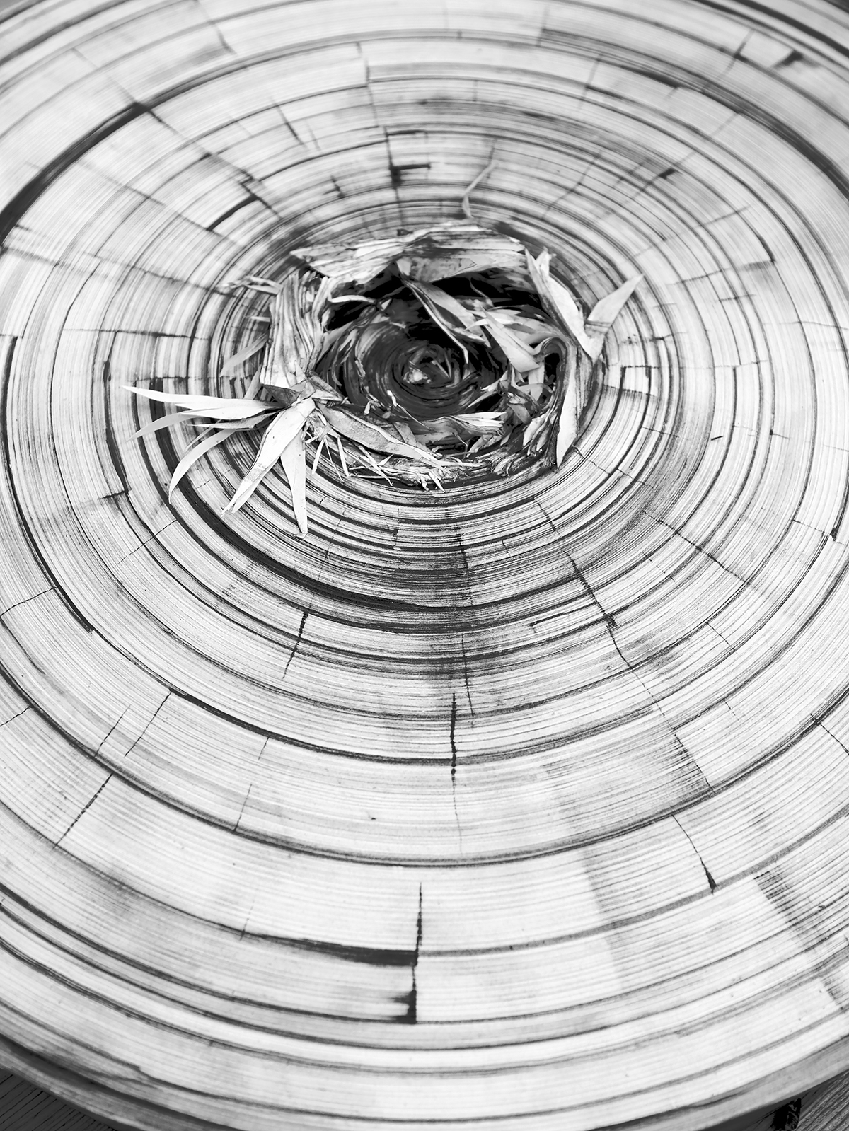 « Cerclage », 2024, graphite sur papier, dimension variable. © Jean-Philippe Roubaud, ADAGP Image