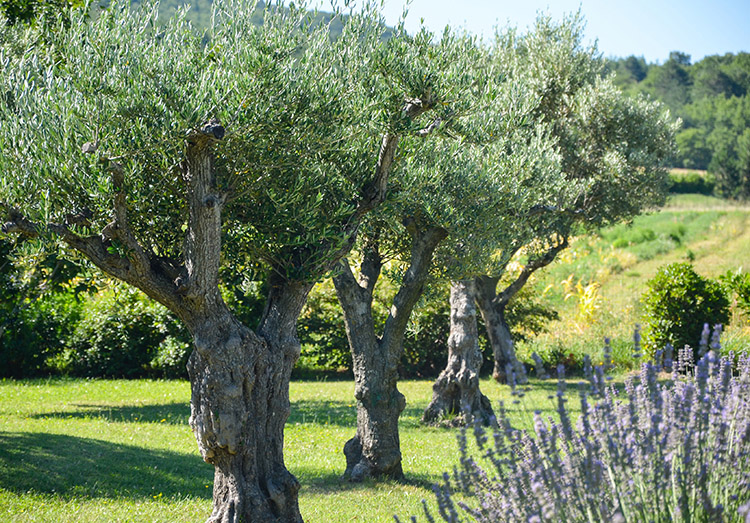 SITE OLIVIERS