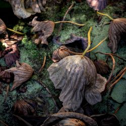 Musée International de la Parfumerie, Grasse