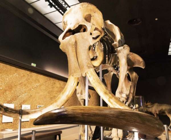 Explorez Monarchéo, l’expo du Musée d’anthropologie préhistorique de Monaco