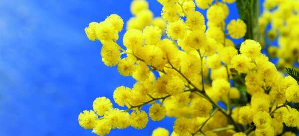 Une randonnée sophro au milieu du mimosa