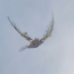 La Gaya Scienza, Nice