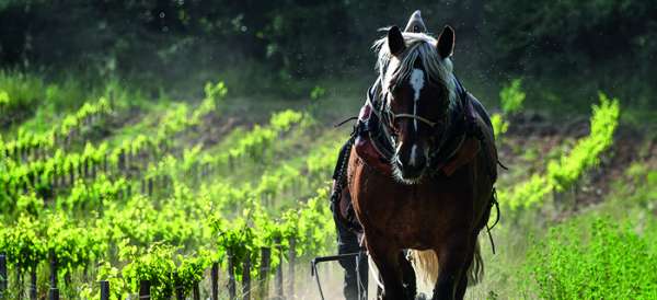 Ouvrez les portes du domaine de Gressac et rayonnez dans la vallée de la Cèze