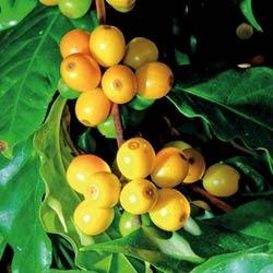 CAFÉ HENRY BLANC