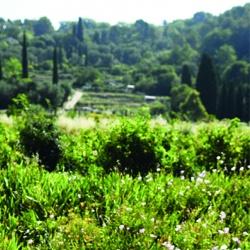 Grasse Dans le sillage des parfumeurs…