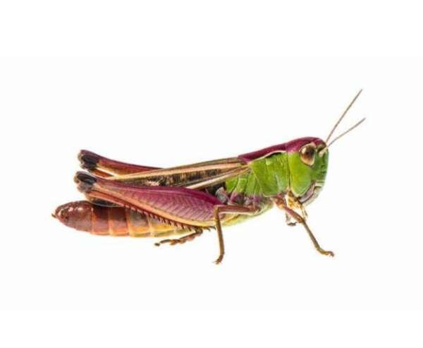 Rencontrez nos voisins fascinants dans les Jardins du MIP à Mouans-Sartoux