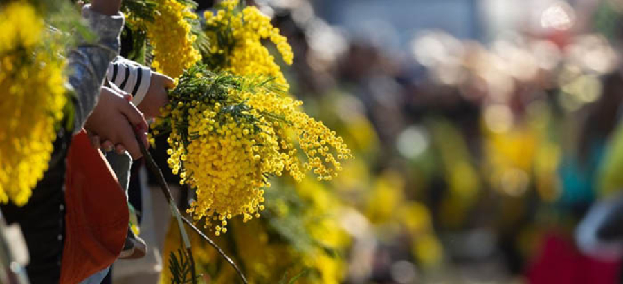 Balade au cœur du mimosa en fleur