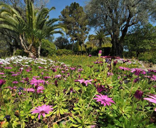 Promenez-vous dans le jardin du Musée Renoir à Cagnes-sur-Mer