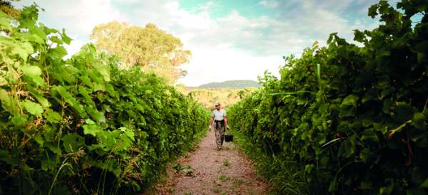 Les vendanges du Domaine de Barbossi