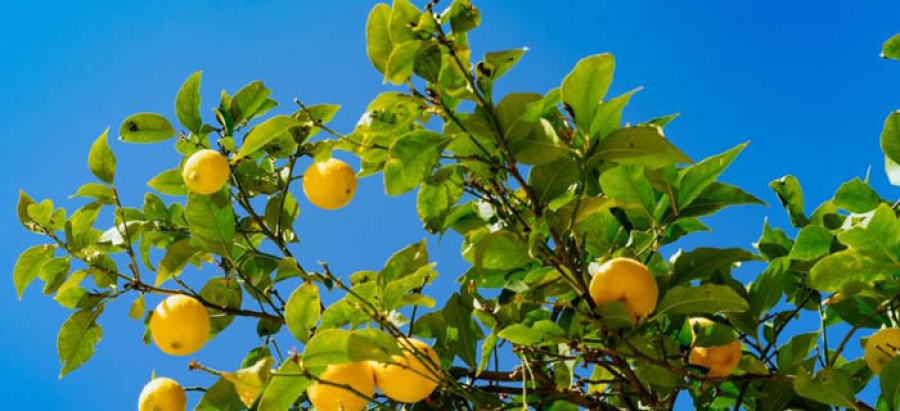 Le Salon International de l’Agrume