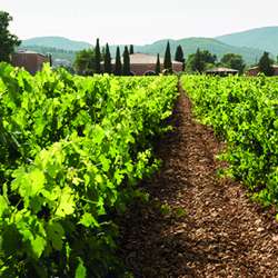 Quand le renouvellement s’impose dans les vignobles